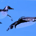 Two penguins swimming  screen for extension Chrome web store in OffiDocs Chromium