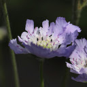 Two purple flowers  screen for extension Chrome web store in OffiDocs Chromium