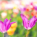 Two purple tulips  screen for extension Chrome web store in OffiDocs Chromium