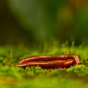 Two Red Bugs  screen for extension Chrome web store in OffiDocs Chromium