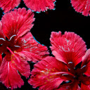 Two red flowers  screen for extension Chrome web store in OffiDocs Chromium