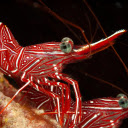 Two red shrimp  screen for extension Chrome web store in OffiDocs Chromium