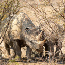 Two rhinos next to bushes and trees  screen for extension Chrome web store in OffiDocs Chromium