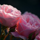 Two roses  screen for extension Chrome web store in OffiDocs Chromium