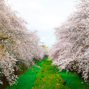 two rows of flowers  screen for extension Chrome web store in OffiDocs Chromium