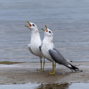 Two Seagulls  screen for extension Chrome web store in OffiDocs Chromium