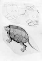 Free download Two Sketches: One of a Turtle, the Other of Two Unidentified Objects free photo or picture to be edited with GIMP online image editor