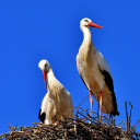 Two storks  screen for extension Chrome web store in OffiDocs Chromium