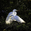 Two storks in the forest Wallpaper  screen for extension Chrome web store in OffiDocs Chromium