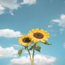two sunflowers wallpaper  screen for extension Chrome web store in OffiDocs Chromium