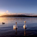 Two swans  screen for extension Chrome web store in OffiDocs Chromium