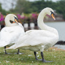 Two swans by the lake  screen for extension Chrome web store in OffiDocs Chromium