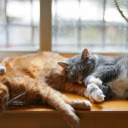 Two Tabby Kittens Lying Down  screen for extension Chrome web store in OffiDocs Chromium