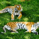 Two Tigers Lying on the Grass  screen for extension Chrome web store in OffiDocs Chromium