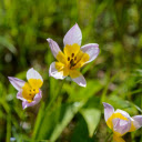 Two tone petals  screen for extension Chrome web store in OffiDocs Chromium