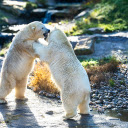 Two white bears  screen for extension Chrome web store in OffiDocs Chromium