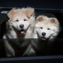 Two white dogs  screen for extension Chrome web store in OffiDocs Chromium