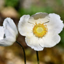 Two white flowers  screen for extension Chrome web store in OffiDocs Chromium