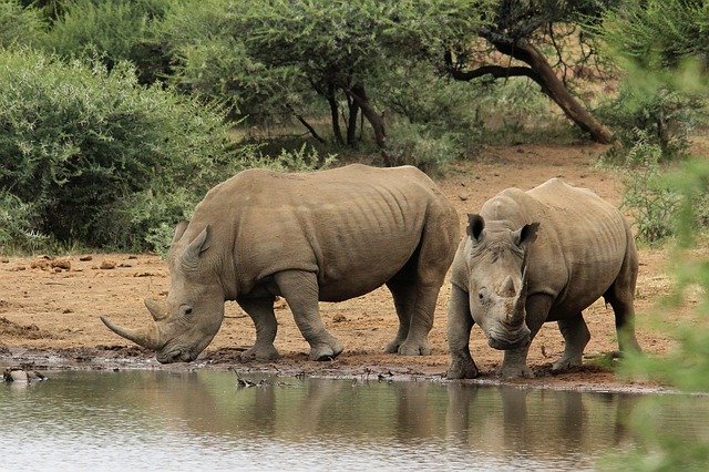 Free download two white rhino waterhole nature free picture to be edited with GIMP free online image editor