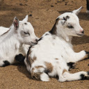 Two white spotted goats  screen for extension Chrome web store in OffiDocs Chromium
