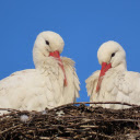 Two White Storks  screen for extension Chrome web store in OffiDocs Chromium