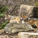 Two Wolves by the Rock  screen for extension Chrome web store in OffiDocs Chromium