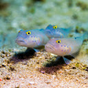 Two yellow eyed white fish  screen for extension Chrome web store in OffiDocs Chromium