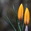 Two yellow flowers  screen for extension Chrome web store in OffiDocs Chromium