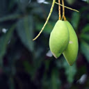 Two young green mangoes  screen for extension Chrome web store in OffiDocs Chromium