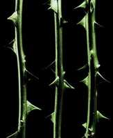 Free download Type O Negative - October Rust (Coverart) free photo or picture to be edited with GIMP online image editor