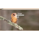 Tyto alba  screen for extension Chrome web store in OffiDocs Chromium