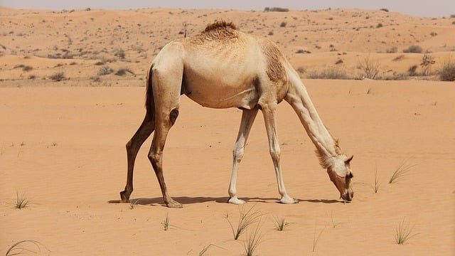 Free download uae desert sand landscape camel free picture to be edited with GIMP free online image editor
