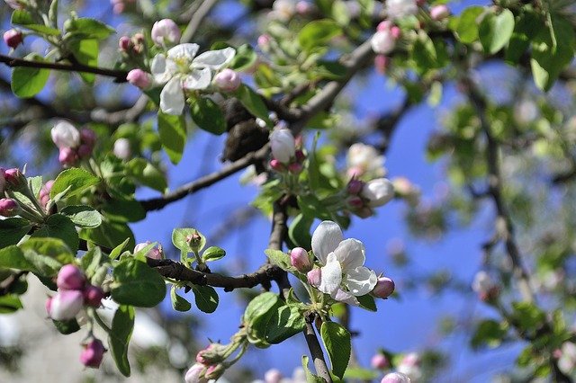 Free download Ukraine Apple Tree Flower -  free photo or picture to be edited with GIMP online image editor