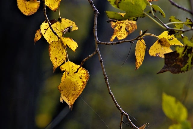 Free download ukraine autumn leaves november free picture to be edited with GIMP free online image editor