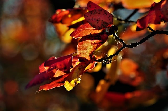 Безкоштовно завантажте українську осінню природу кольорове листя безкоштовне зображення для редагування за допомогою безкоштовного онлайн-редактора зображень GIMP