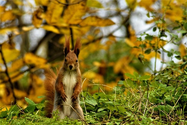 Free download ukraine forest nature squirrel free picture to be edited with GIMP free online image editor