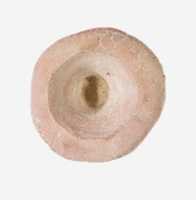 Free download Umbel Mold free photo or picture to be edited with GIMP online image editor