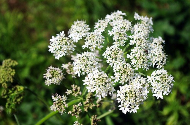 Descarga gratuita Umbel Wild Carrot Umbellifer - foto o imagen gratuita para editar con el editor de imágenes en línea GIMP