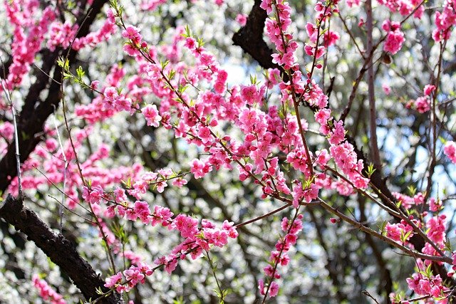 Free download ume plum flower japan japanese free picture to be edited with GIMP free online image editor