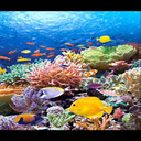 Undersea coral wallpaper  screen for extension Chrome web store in OffiDocs Chromium