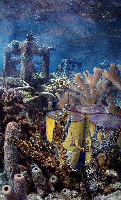 Muat turun percuma Underwater Sea Coral - foto atau gambar percuma untuk diedit dengan editor imej dalam talian GIMP