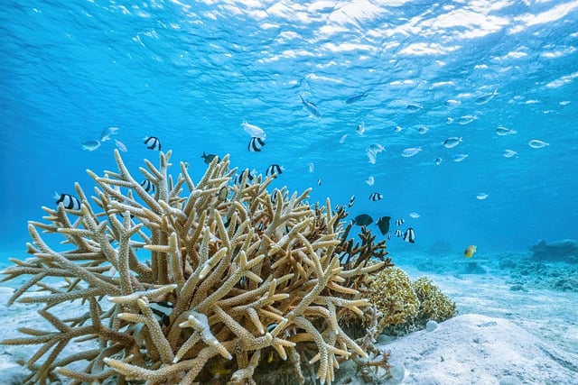 قم بتنزيل صورة مجانية للشعاب المرجانية شبه الاستوائية تحت الماء ليتم تحريرها باستخدام محرر الصور المجاني على الإنترنت من GIMP