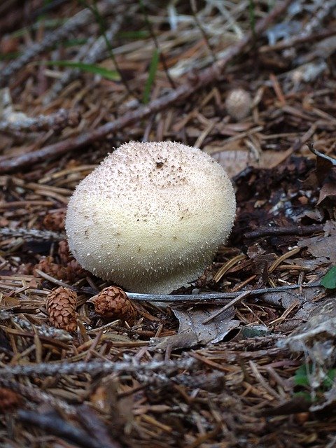 Gratis download Underwood Mushrooms Autumn - gratis foto of afbeelding om te bewerken met de online GIMP-afbeeldingseditor