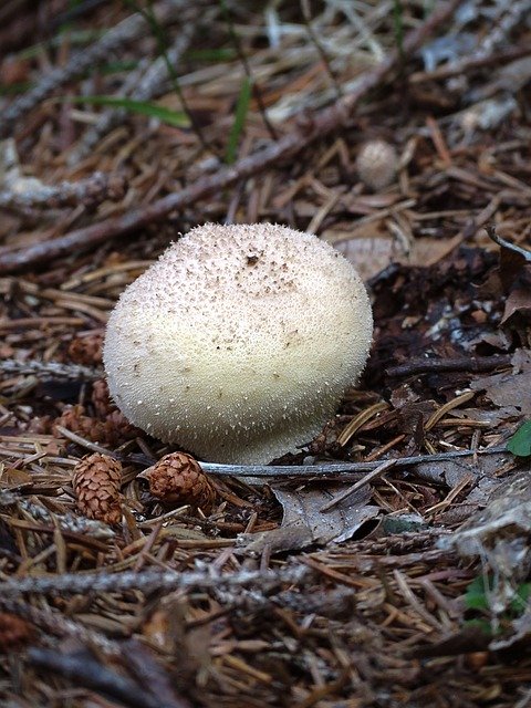 Безкоштовно завантажте Underwood Mushrooms Autumn - безкоштовну фотографію або зображення для редагування за допомогою онлайн-редактора зображень GIMP