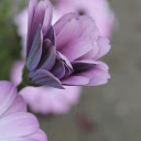 Unfurling Purple Daisy  screen for extension Chrome web store in OffiDocs Chromium