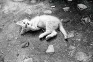 Free download un gato free photo or picture to be edited with GIMP online image editor