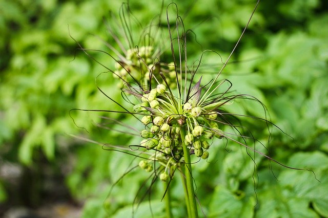 Bezpłatne pobieranie United Sea The Wildflower - bezpłatne zdjęcie lub obraz do edycji za pomocą internetowego edytora obrazów GIMP