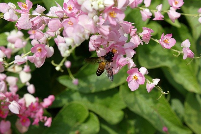 Free download Unknown Flower Vine Nature Bee On -  free photo or picture to be edited with GIMP online image editor