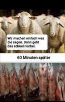 Free download Unverstand Der Schafe free photo or picture to be edited with GIMP online image editor