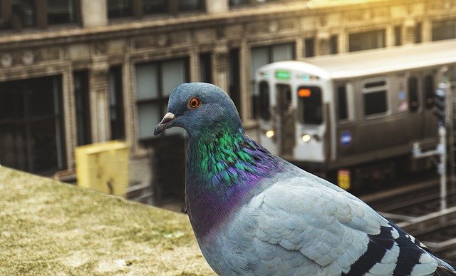 GIMP ücretsiz çevrimiçi görüntü düzenleyici ile düzenlenecek ücretsiz kentsel metro güvercin kuş şehri ücretsiz resim